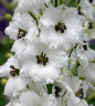 ДЕЛЬФИНИУМ MAGIC FOUNTAIN WHITE DARK BEE - саженец в контейнере Р9 (0,5 л)