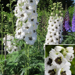 ДЕЛЬФИНИУМ MAGIC FOUNTAIN WHITE DARK BEE - саженец в контейнере Р9 (0,5 л)