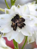 ДЕЛЬФИНИУМ MAGIC FOUNTAIN WHITE DARK BEE - саженец в контейнере Р9 (0,5 л)