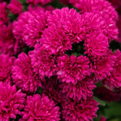 Астра новобельгийская Showmakers Magenta (Шоумейкерс Маджента) - саженец С1 (1 л)