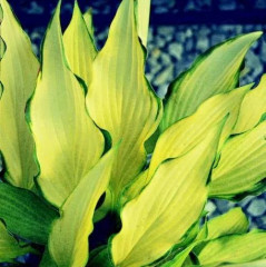 Хоста гибридная Pineapple Upsidedown Cake - саженец в горшке С1 (1 л)