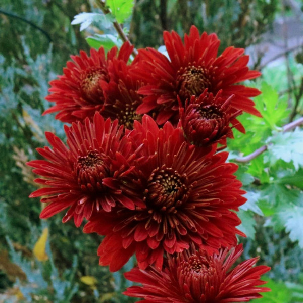 Хризантема корейская Red Velvet (Ред Вельвет) - саженец в горшке С1 (1 л)