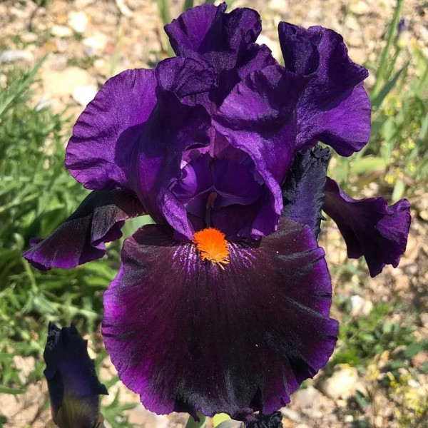 Ирис бородатый Local Color (Локал Колор)