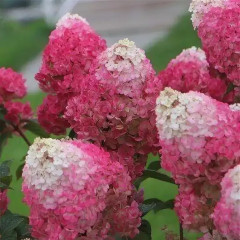 Гортензия метельчатая Strawberry Blossom (Строберри Блоссом) - саженец в горшке С1 (1 л)