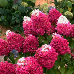 Гортензия метельчатая Strawberry Blossom (Строберри Блоссом) - саженец в горшке С1 (1 л)