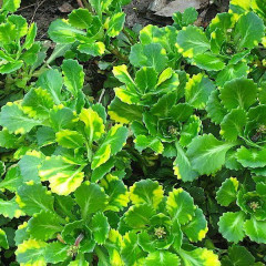Камнеломка теневая Variegata (Вариегата) - саженец в контейнере Р9 (0,5 л)