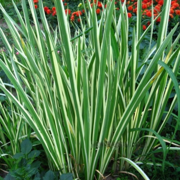 Аир болотный Variegata (Вариегата)