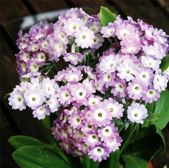 Примула ушковая Bartl (Бартл)