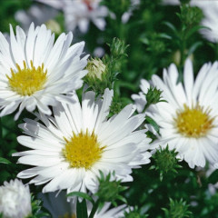 Астра новобельгийская White Ladies (Вайт Ледис) - саженец в контейнере С1 (1 л)