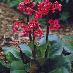 Бадан сердцелистный Winterglut (Винтерглат) саженец в горшке С1 (1 л)