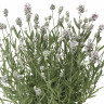 Лаванда узколистная Early White Scent (Эрли Вайт Сцент) - саженец в контейнере Р9 (0,5 л)
