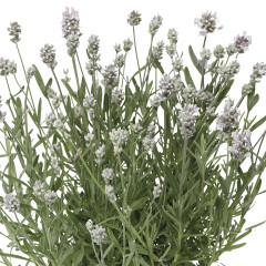 Лаванда узколистная Early White Scent (Эрли Вайт Сцент) - саженец в контейнере Р9 (0,5 л)