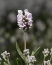 Лаванда узколистная Early White Scent (Эрли Вайт Сцент) - саженец в контейнере Р9 (0,5 л)