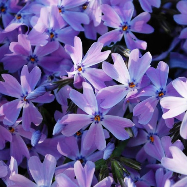 ФЛОКС ШИЛОВИДНЫЙ ESMERALD BLUE - саженец в контейнере Р9 (0,5 л)