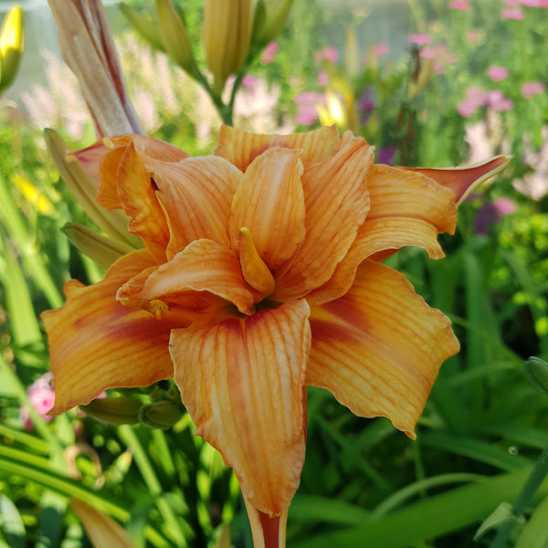 Лилейник гибридный Apricot Beauty - саженец в С1 (1 л)