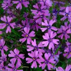 Флокс шиловидный Purple Beauty (Перпл Бьюти) - саженец в горшке Р9 (0,5 л)