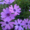 Флокс шиловидный Purple Beauty (Перпл Бьюти)