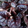 Живучка ползучая Black Scallop (Блэк Скэллоп) саженец в контейнере Р9 (0,5 л)