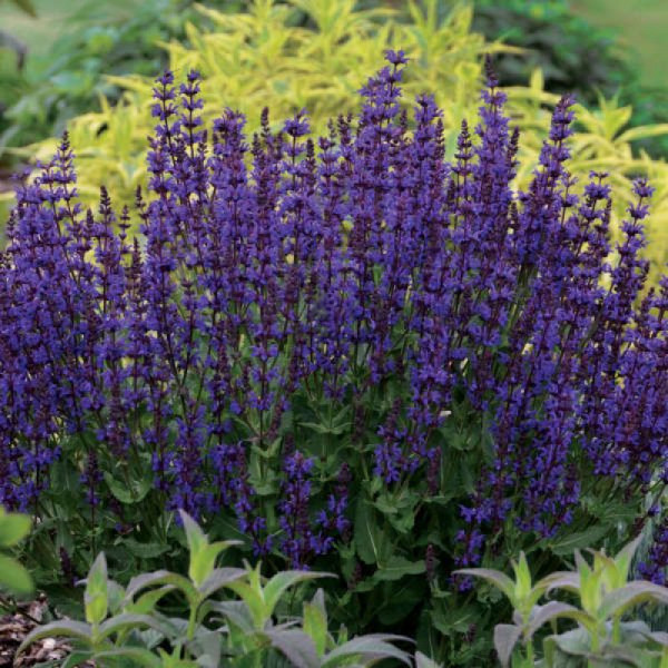 Сальвия дубравная Dwarf Blue Queen (Дварф Блу Куин) - саженец в горшке Р9 (0,5 л)