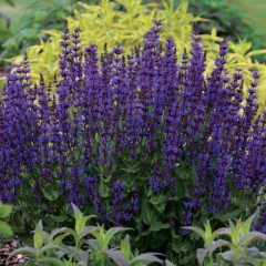 Сальвия дубравная Dwarf Blue Queen (Дварф Блу Куин) - саженец в горшке Р9 (0,5 л)