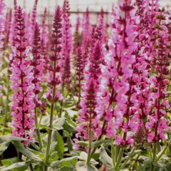 Сальвия дубравная Rose Queen (Роуз Квин) - саженец в контейнере Р9 (0,5 л)