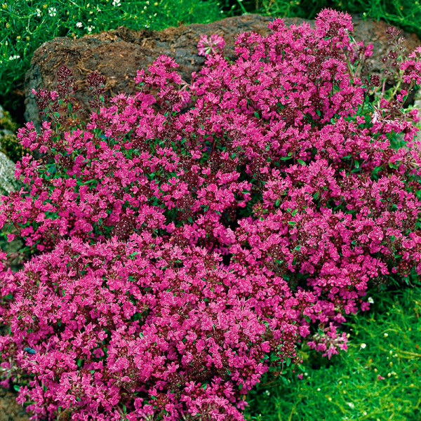 Тимьян ранний Creeping Red - саженец в горшке Р9 (0,5 л)