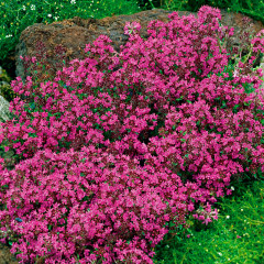 Тимьян ранний Creeping Red - саженец в горшке Р9 (0,5 л)