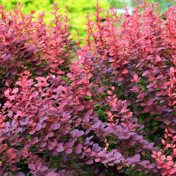 Барбарис Тунберга Атропурпуреа (Atropurpurea) - саженец в горшке С1 (1 л)