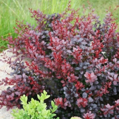Барбарис Тунберга Атропурпуреа (Atropurpurea) - саженец в горшке С1 (1 л)