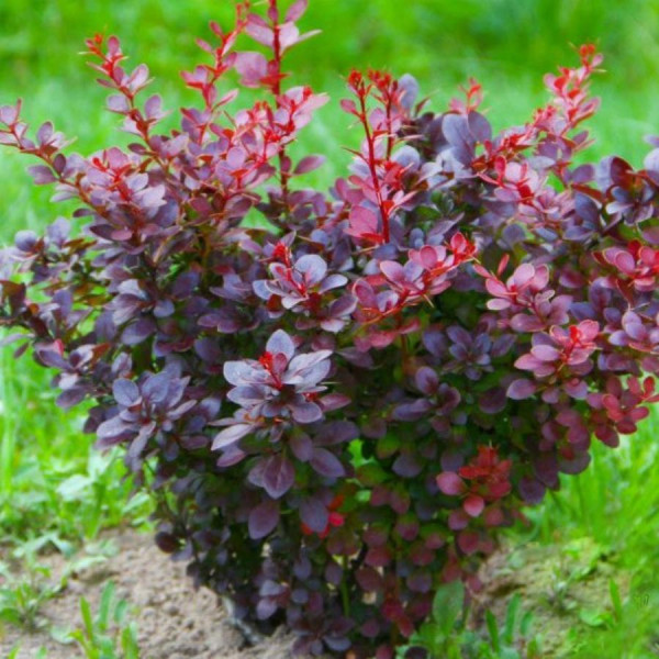 Барбарис Тунберга Атропурпуреа (Atropurpurea) - саженец в горшке С1 (1 л)