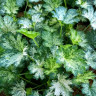 Гейхера Dew Drops (Дью Дропс) - саженец в горшке Р9 (0,5 л)