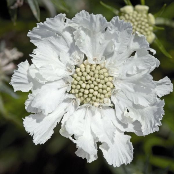 Скабиоза кавказская Fama White (Фама Вайт)
