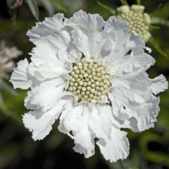 Скабиоза кавказская Fama White (Фама Вайт)