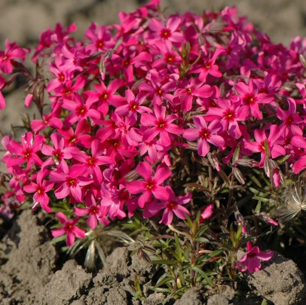 Флокс шиловидный Atropurpurea (Атропурпуреа) - саженец в горшке Р9 (0,5 л) 