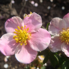 Лапчатка кустарниковая Pink Queen (Пинк Квин) С1 (1 л)