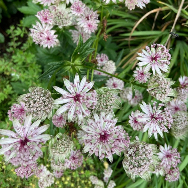 Астранция крупная Variegated White (Вариегатед Вайт) - саженец в горшке С1 (1 л)