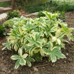 Астранция крупная Variegated White (Вариегатед Вайт) - саженец в горшке С1 (1 л)