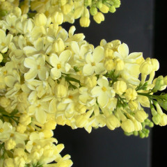 Сирень Primrose (Примроуз) - саженец в контейнере С1 (1 л)